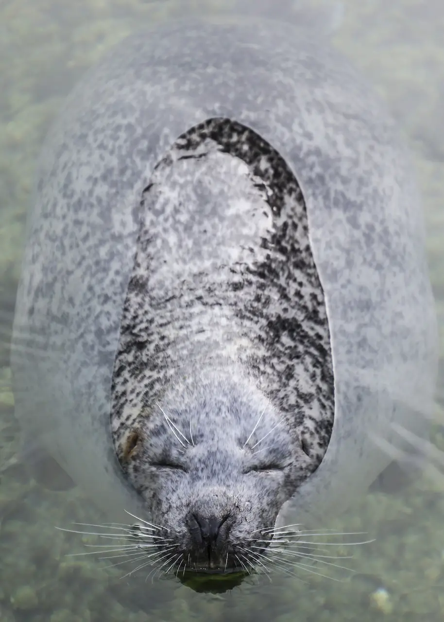 The seal wins in terms of dive duration and depth